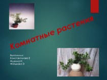 Презентация по биологии на тему Комнатные растения(5 класс)