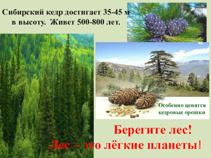 Сибирский кедр достигает 35-45 м в высоту. Живет 500-800 лет.Особенно ценятся кедровые