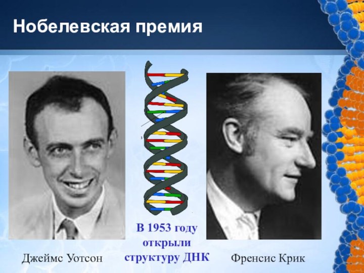 Нобелевская премияДжеймс УотсонФренсис КрикВ 1953 году открыли структуру ДНК
