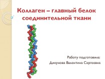 Презентация Коллаген-главный белок соединительной ткани
