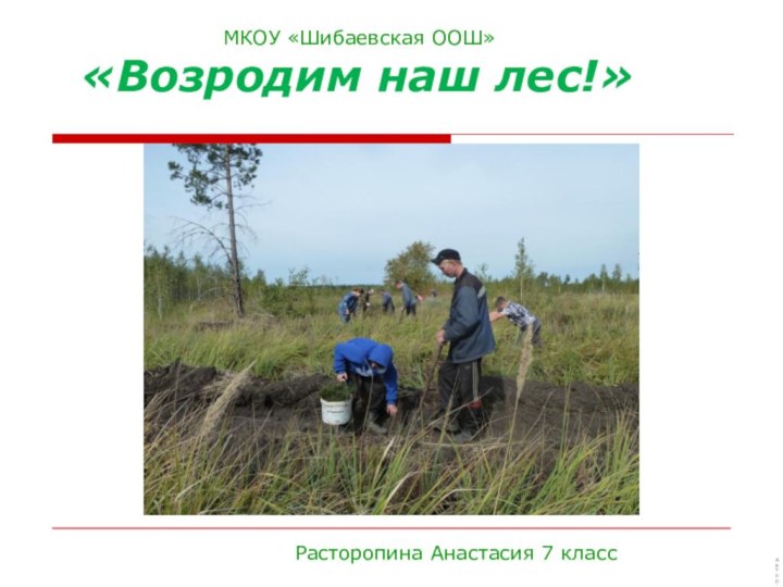 «Возродим наш лес!»Автор:МКОУ «Шибаевская ООШ»Расторопина Анастасия 7 класс