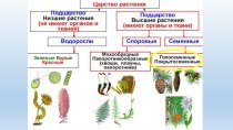 Презентация к уроку Семенные растения