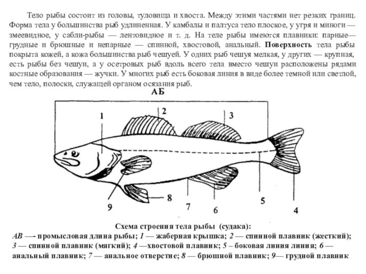 Какое тело у рыб. Схема строения рыбы судака. Назовите строение частей тела рыбы Судак. Строение частей рыбы Судак. Внешнее строение рыбы судака.