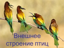 Презентация к уроку по биологии на тему Внешнее строение птиц