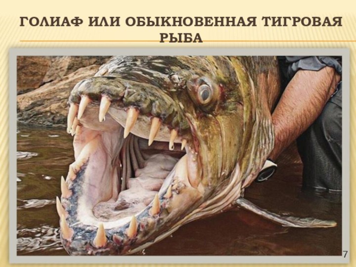 Голиаф или Обыкновенная тигровая  рыба7