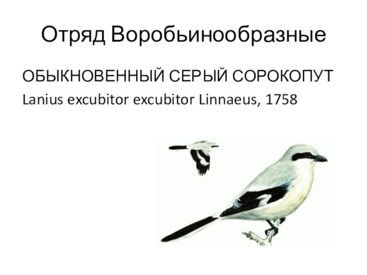 Отряд ВоробьинообразныеОБЫКНОВЕННЫЙ СЕРЫЙ СОРОКОПУТLanius excubitor excubitor Linnaeus, 1758