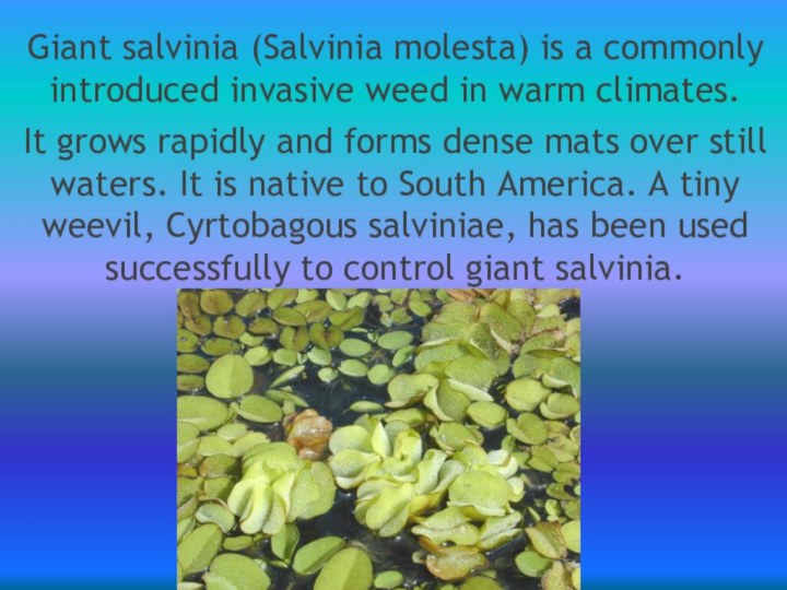 Giant salvinia (Salvinia molesta) is a commonly introduced invasive weed in warm