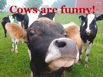 Презентация к уроку Cows are funny!