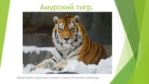 Презентация по теме Амурский тигр