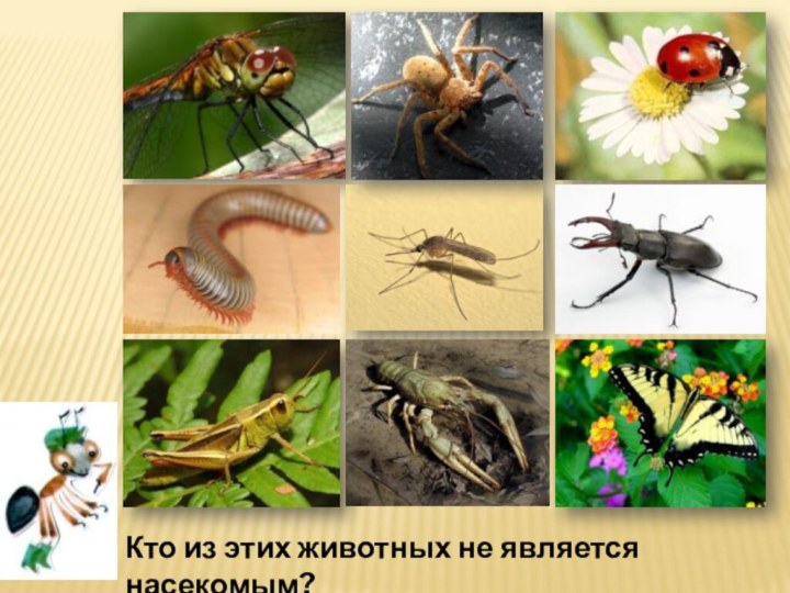 Кто из этих животных не является насекомым?