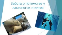 Презентация Забота о потомстве у ластоногих и китов