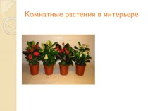 Презентация к уроку технологии Комнатные растения №