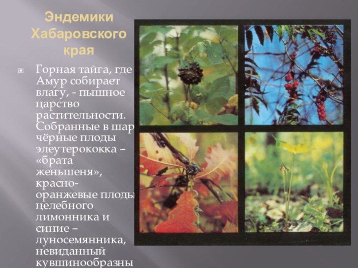 Эндемики Хабаровского краяГорная тайга, где Амур собирает влагу, - пышное царство растительности.