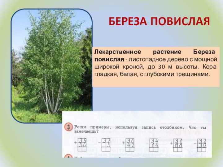 Лекарственное растение Береза повислая - листопадное дерево с мощной широкой кроной, до 30