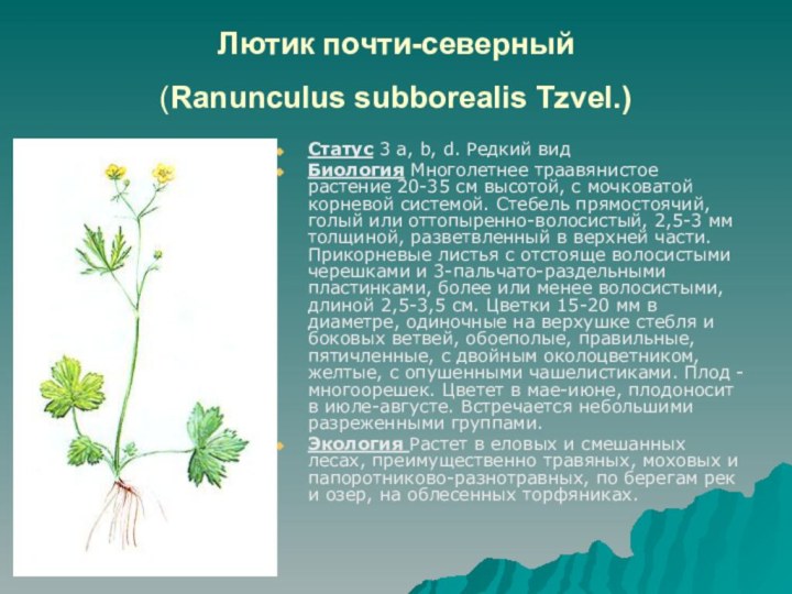 Лютик почти-северный  (Ranunculus subborealis Tzvel.) Статус 3 a, b, d. Редкий
