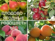 Презентация к уроку биологии Плодово-ягодные РОЗОЦВЕТНЫЕ № 1