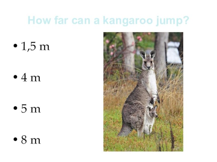 How far can a kangaroo jump?1,5 m4 m 5 m8 m