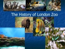 Презентация по теме Лондонский зоопарк