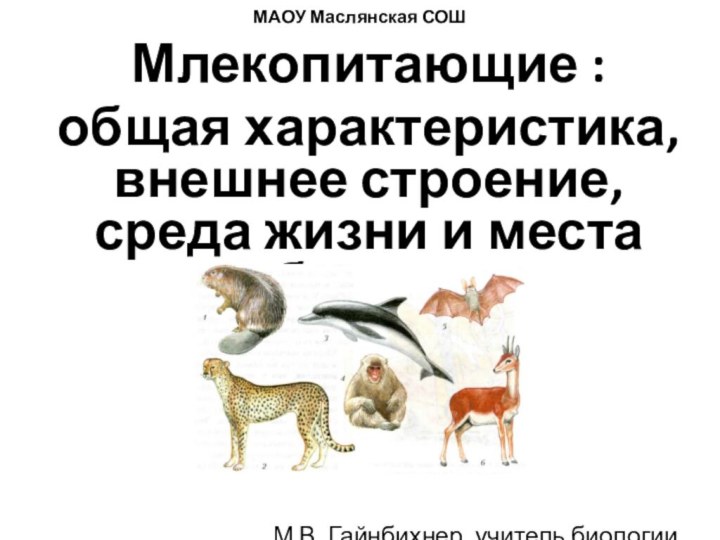 МАОУ Маслянская СОШМлекопитающие : общая характеристика, внешнее строение, среда жизни и места