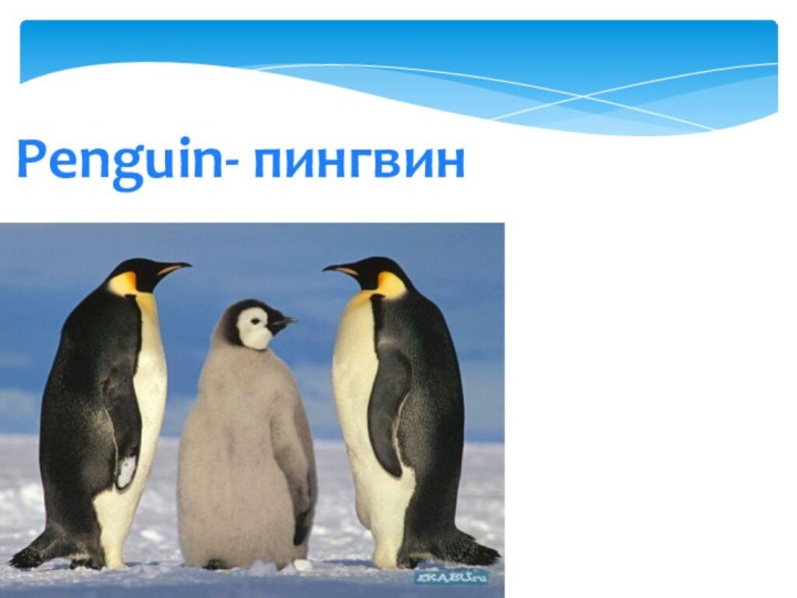 Penguin- пингвин