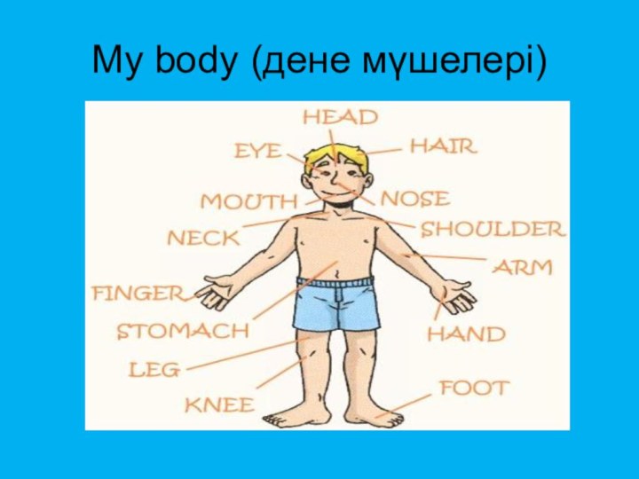 My body (дене мүшелері)