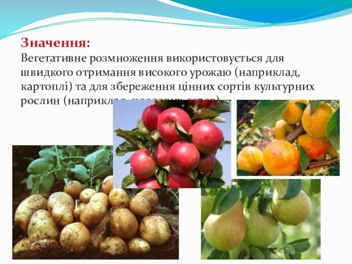 Значення:  Вегетативне розмноження використовується для швидкого отримання високого урожаю (наприклад, картоплі)