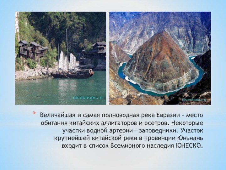 Величайшая и самая полноводная река Евразии – место обитания китайских аллигаторов и