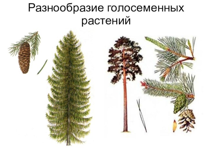 Разнообразие голосеменных растений
