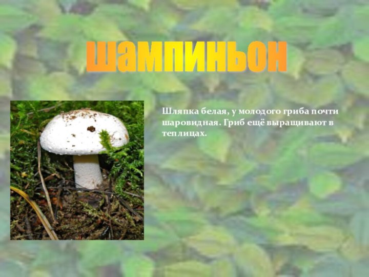 Шляпка белая, у молодого гриба почти шаровидная. Гриб ещё выращивают в теплицах.шампиньон