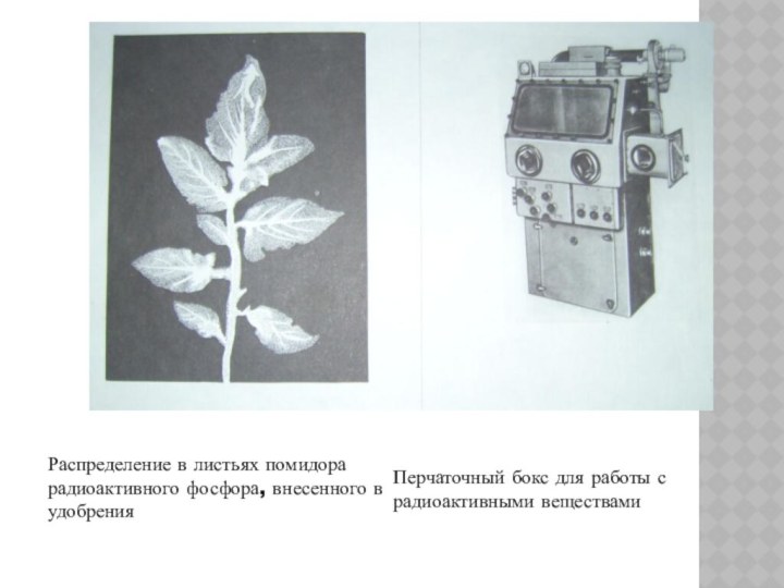Распределение в листьях помидора радиоактивного фосфора, внесенного в удобренияПерчаточный бокс для работы с радиоактивными веществами