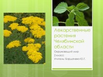 Презентация к уроку окружающий мир Лекарственные растения Челябинской области (2 класс)