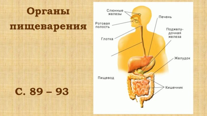 Органы пищеваренияС. 89 – 93