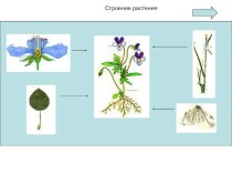 Презентация- интерактивная схема Строение растения презентация урока для интерактивной доски по окружающему миру (1 класс) по теме