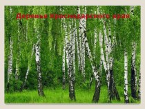 Деревья Краснодарского края презентация по окружающему миру
