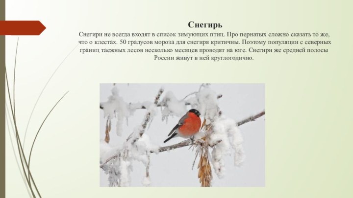 Снегирь Снегири не всегда входят в список зимующих птиц. Про пернатых