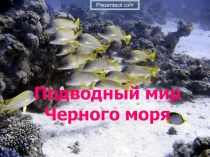животный и растительный мир Черного моря. презентация к уроку по музыке (подготовительная группа)