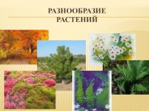 Растения - обощение план-конспект урока по окружающему миру (3 класс)