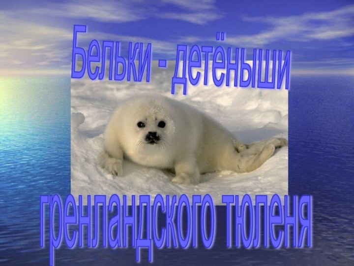 Бельки - детёныши гренландского тюленя