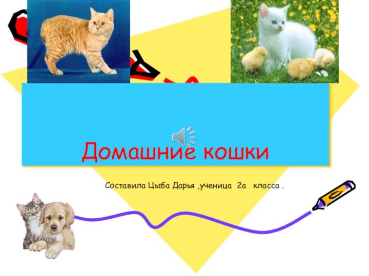 Домашние кошки Составила Цыба Дарья ,ученица 2а  класса .