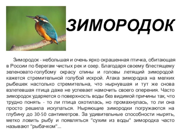 ЗИМОРОДОК   Зимородок - небольшая и очень ярко окрашенная птичка, обитающая