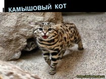 Красная книга России - камышовый кот презентация к уроку по окружающему миру (4 класс)