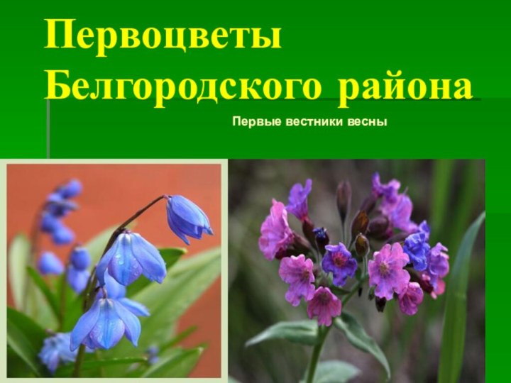 Первоцветы Белгородского районаПервые вестники весны