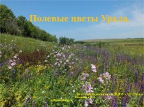 Полевые цветы Урала презентация к уроку (старшая группа)