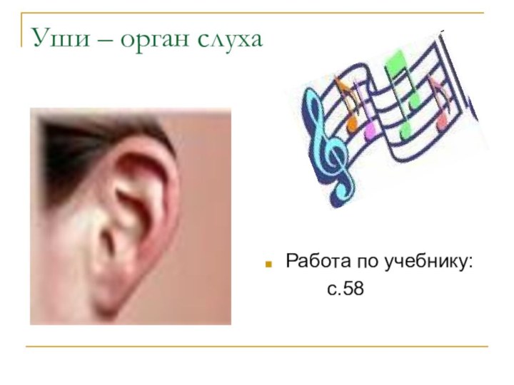 Уши – орган слухаРабота по учебнику:      с.58