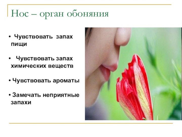 Нос – орган обоняния Чувствовать запах пищи  Чувствовать запах химических веществ