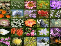 Разнообразие растений, способы их размножения план-конспект урока по окружающему миру (3 класс)