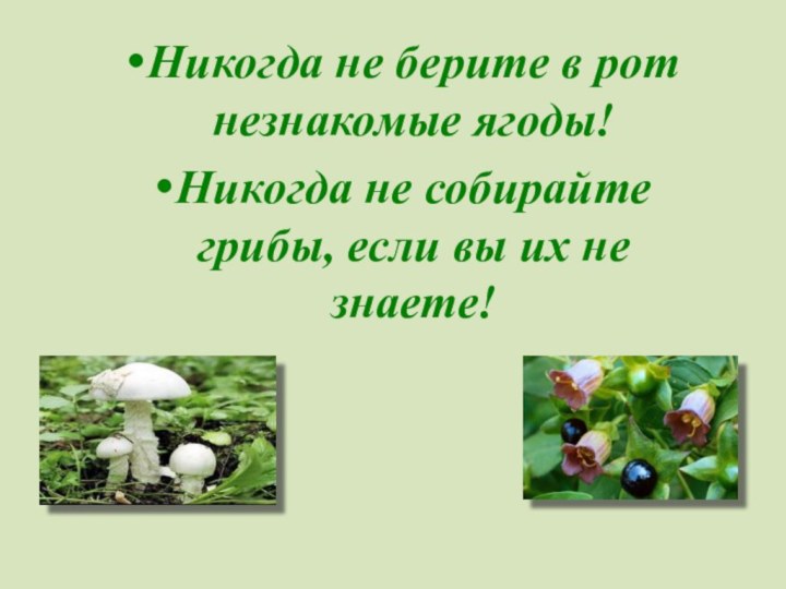 Никогда не берите в рот незнакомые ягоды!Никогда не собирайте грибы, если вы их не знаете!