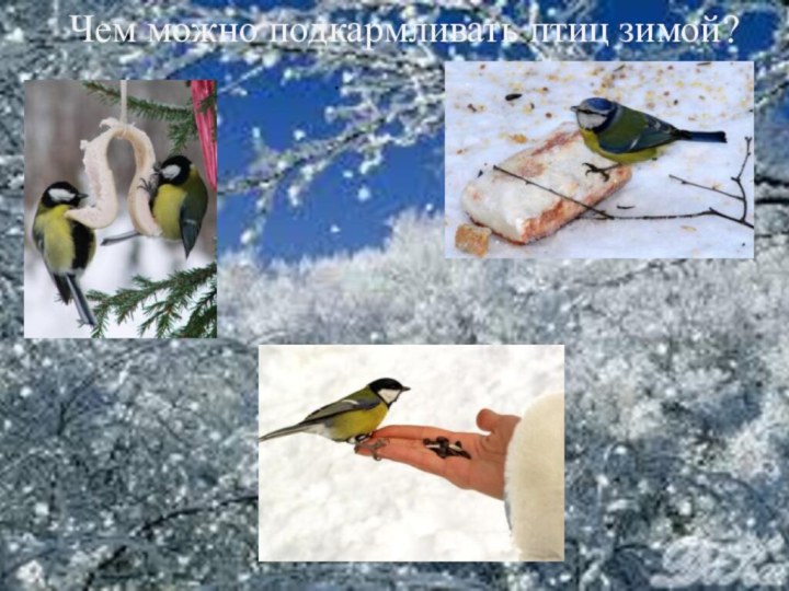 Чем можно подкармливать птиц зимой? .