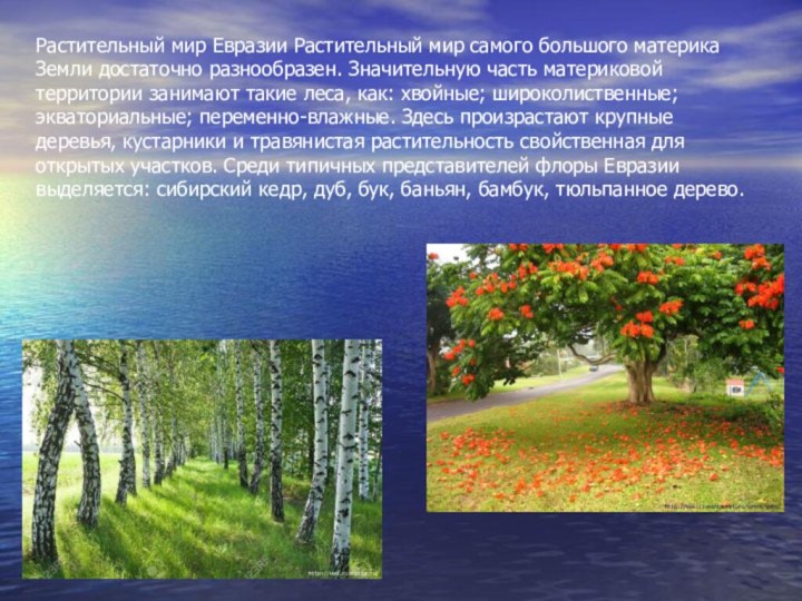 Растительный мир Евразии Растительный мир самого большого материка Земли достаточно разнообразен. Значительную
