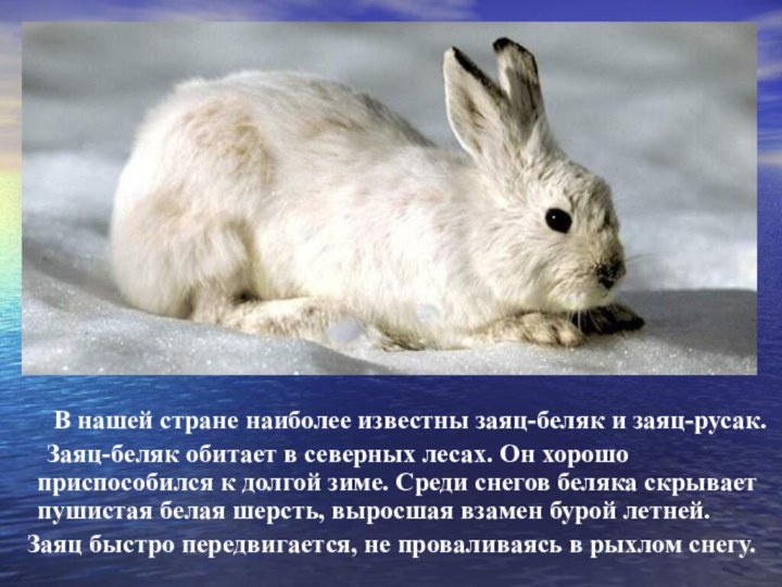 В нашей стране наиболее известны заяц-беляк и заяц-русак.